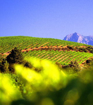 Les vignobles Foncalieu