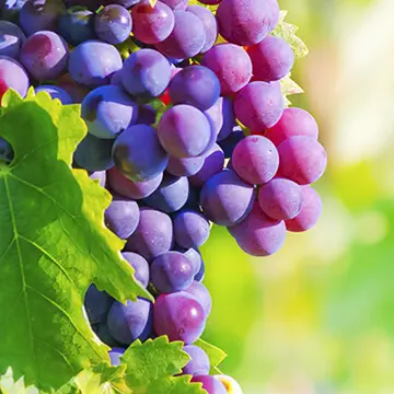 Syndicat des vins des Coteaux d'Aix-en-Provence