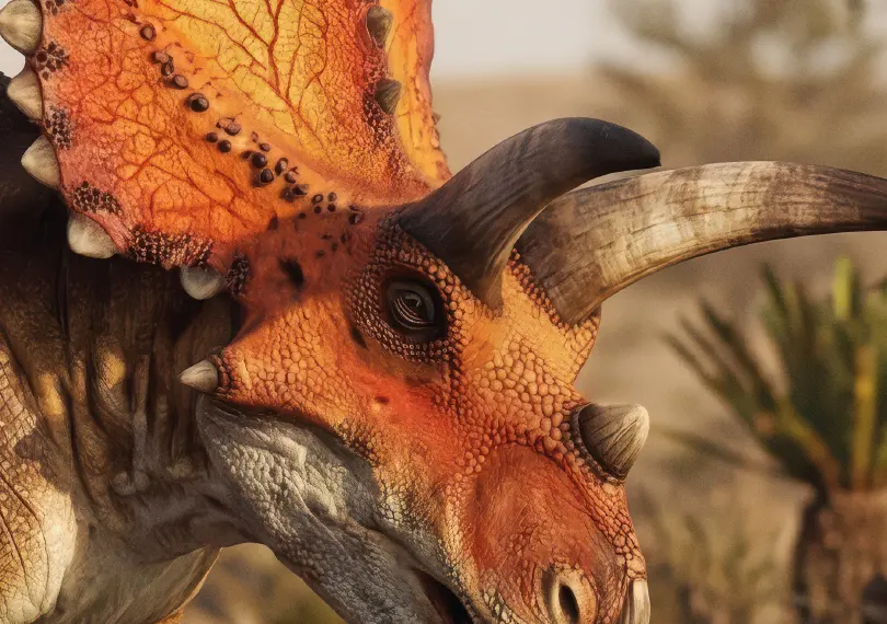 Coahuilaceratops — La collerette et les cornes, à la taille du fichier.